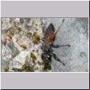 Tachysphex pompiliformis - Grabwespe w01a 8mm OS-Wallenhorst-Tongrube-Lehmwiese - det.jpg